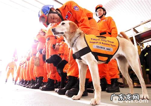 搜救犬的历史时间和工作中详细介绍