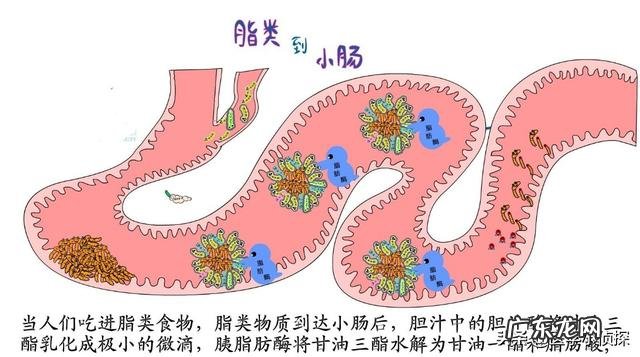 甘油三酯太高的人,晚饭需要注意什么?