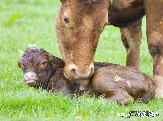 为什么要给犊牛喂初乳?给犊牛喂初乳应该注意哪些事项?