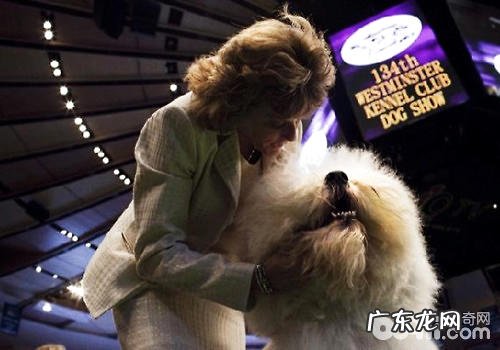 AKC规范认同的工作犬组