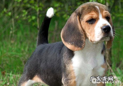 怎样购买一只上等的比熊犬?