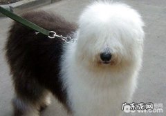 古牧必须补钙补锌吗？