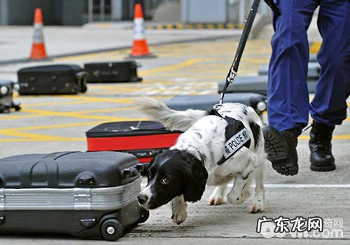 日常生活里另一种好朋友——普遍工作中犬的种类