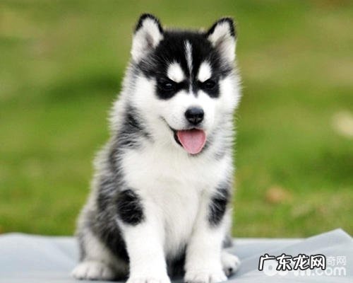 初学者合适养金毛吗