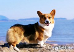 柯基是女神的最喜欢？