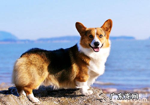 柯基是女神的最喜欢?