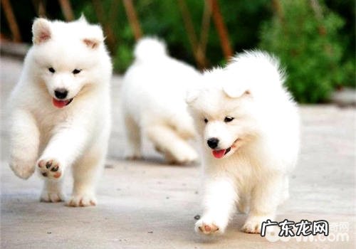 萨摩耶流泪的缘故和解决方案