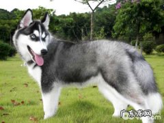 金毛真的是撒手没吗