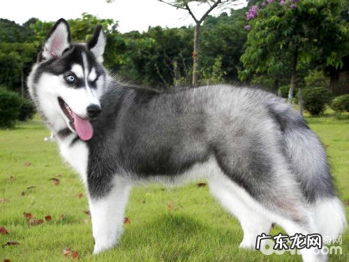 金毛真的是撒手没吗