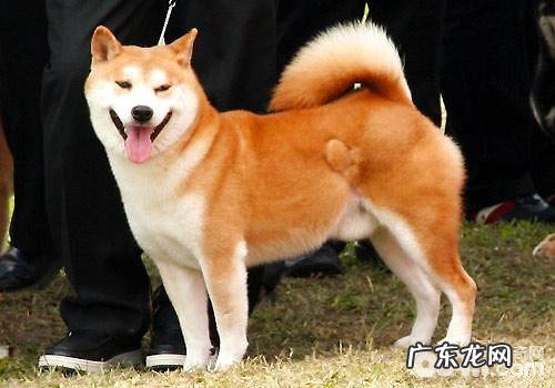 网络红人神烦狗秋田遭禁养?