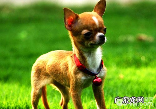 吉娃娃的生活环境要注意什么?