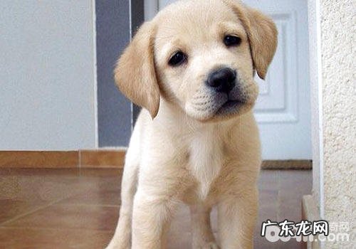 拉布拉多犬偏食了?教你拉拉最好喂养秘笈。