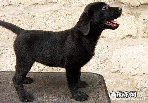 金毛必须除虫吗？