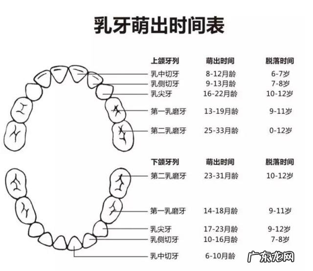 宝宝20个月才长上下4颗牙齿-宝宝10个月才长4颗牙齿