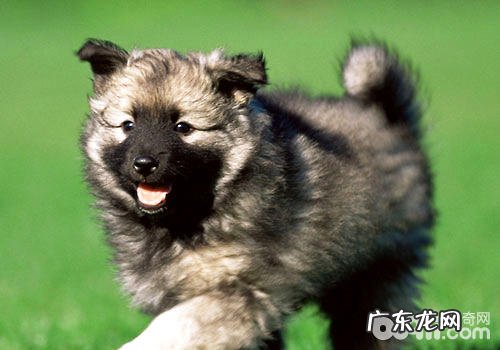 小狗会对主人家一直不弃不离吗？