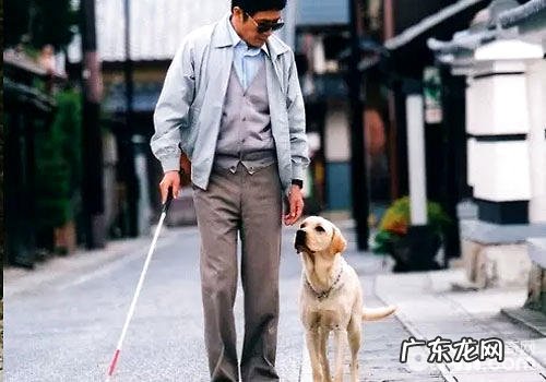 导盲犬一生有哪些环节?