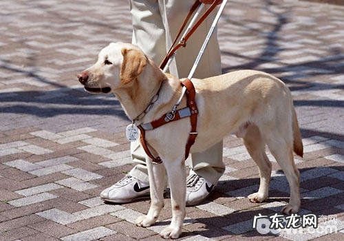 导盲犬的训炼全过程是如何的?