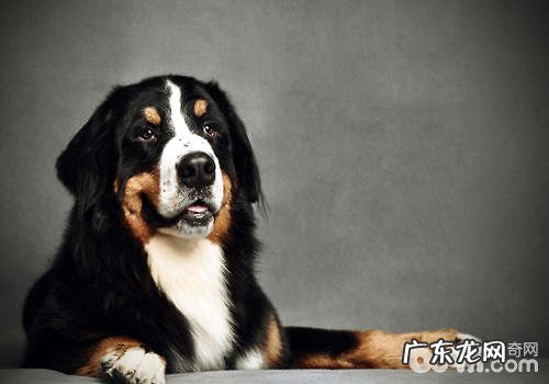 沉默是金,最不喜叫的小狗前五名