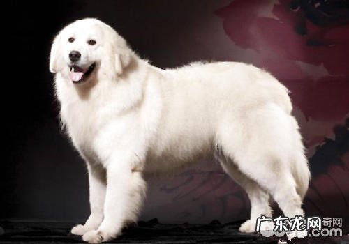 沉默是金,最不喜叫的小狗前五名