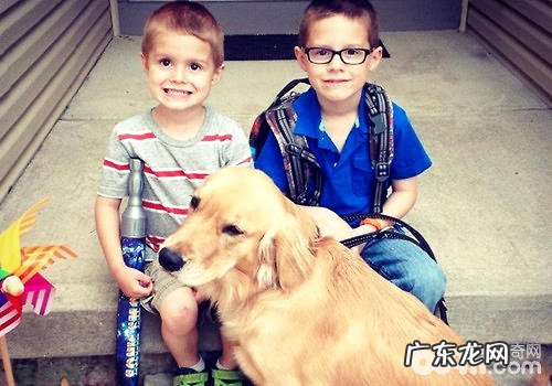 服务项目犬能协助主人家改进心态