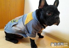 选择波士顿梗幼狗的方式