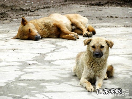 土狗确实不聪慧吗