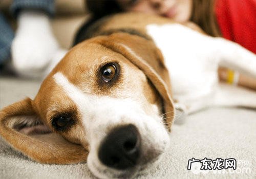 自己狗狗咬人了能置若罔闻吗?