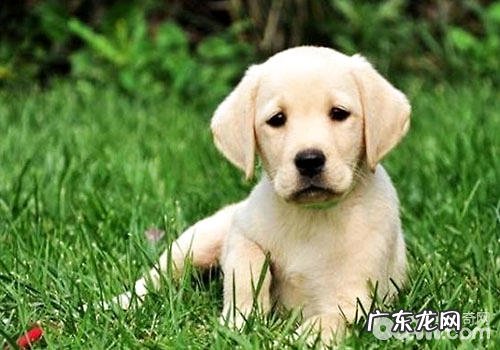 拉不拉多牧羊犬喂养前要注意什么?