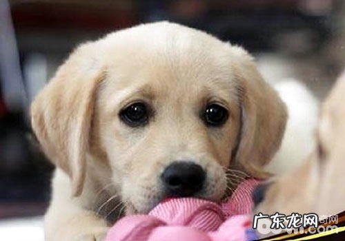 金毛牧羊犬在喂养上要注意什么?