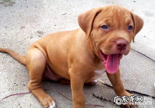 比特犬能出任军犬吗?