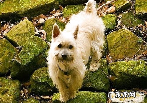 狗拿耗子？对，他们便是比猫还技术专业的抓鼠能人