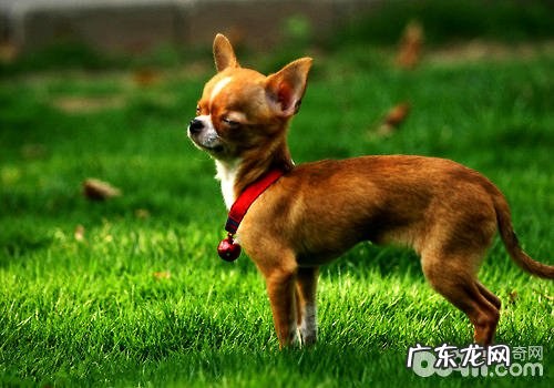 吉娃娃为何哆嗦？