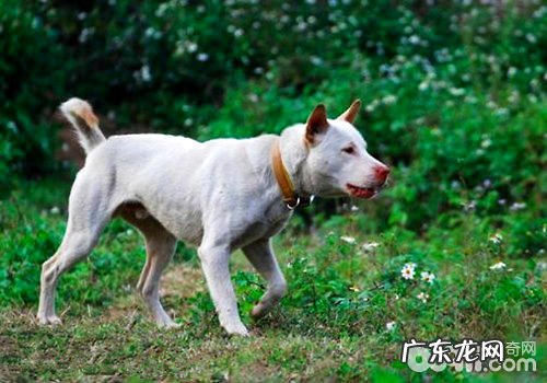 排行全球第三的中华民族名猎——下司犬