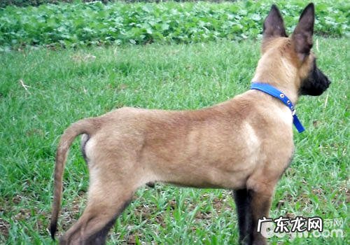东德牧羊犬的身型容貌有什么特点？