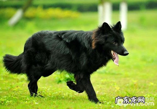 我国中国的七种军犬详细介绍