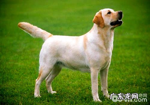 我国中国的七种军犬详细介绍