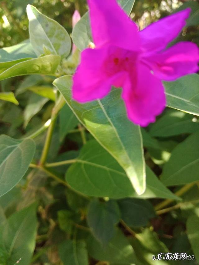 在养殖行业中,养狗和养羊哪个赚钱,风险小?