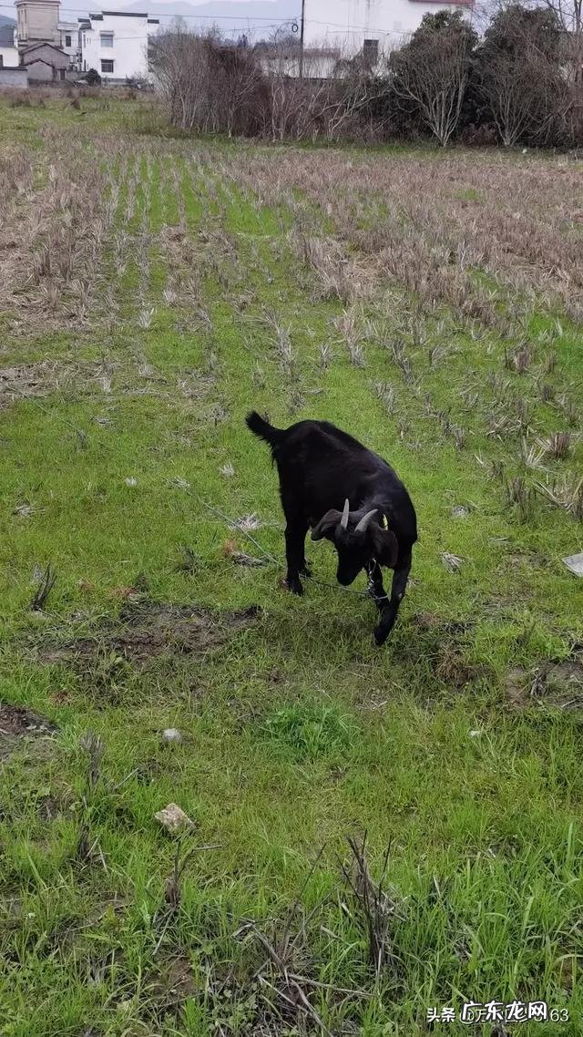 在养殖行业中,养狗和养羊哪个赚钱,风险小?