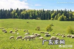 在养殖行业中,养狗和养羊哪个赚钱,风险小?