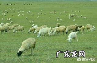 在养殖行业中,养狗和养羊哪个赚钱,风险小?