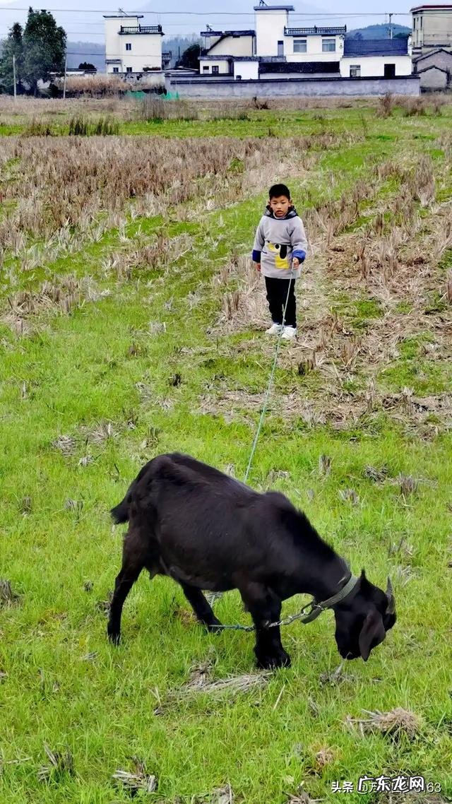 在养殖行业中,养狗和养羊哪个赚钱,风险小?