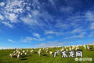 在养殖行业中,养狗和养羊哪个赚钱,风险小?