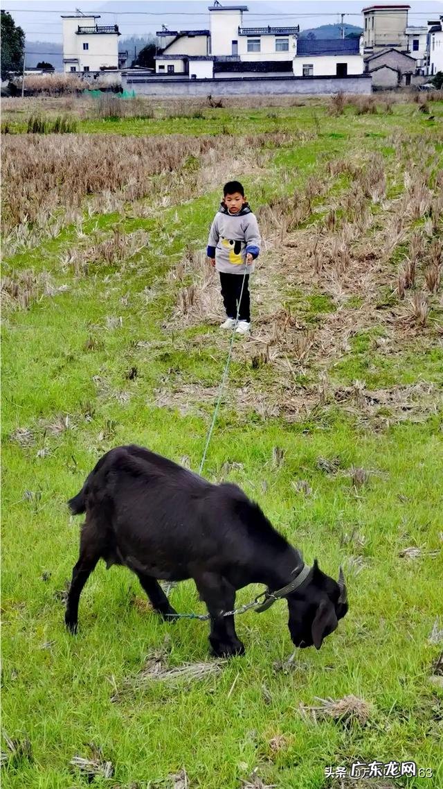 在养殖行业中,养狗和养羊哪个赚钱,风险小?