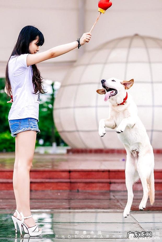 金毛说故事:犬瘟热不恐怖,不追求医师也可以痊愈哦!