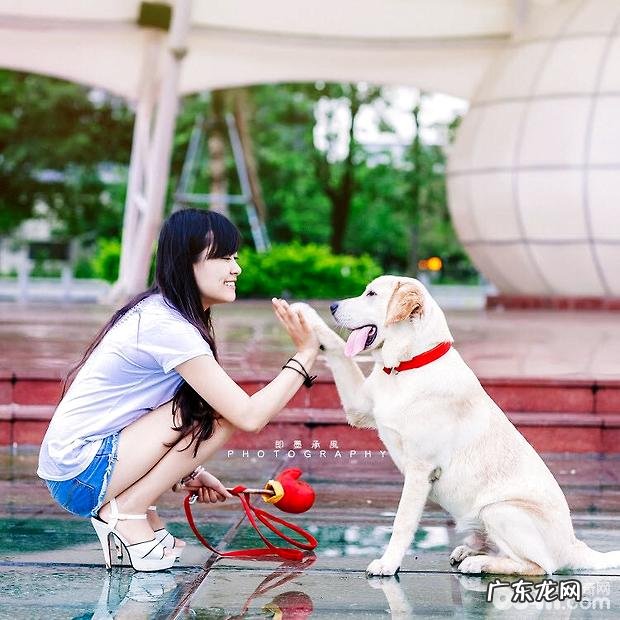 金毛说故事:犬瘟热不恐怖,不追求医师也可以痊愈哦!