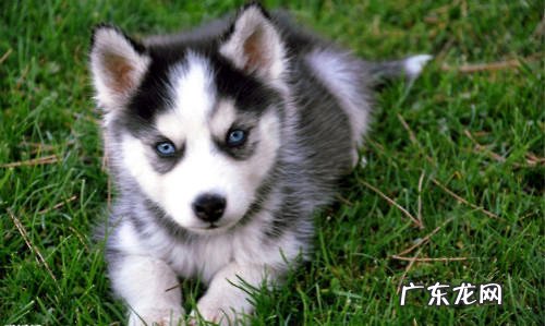 哈士奇性格现状分析