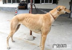 格力犬的训练法有什么？