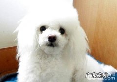 给泰迪犬修毛要注意什么？