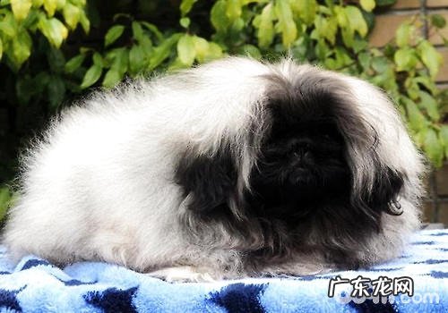 来源于皇宫的皇室神话传说——京巴犬