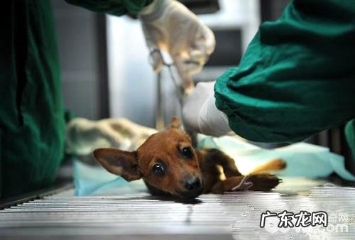 杜宾等小狗为何要做立耳手术治疗?